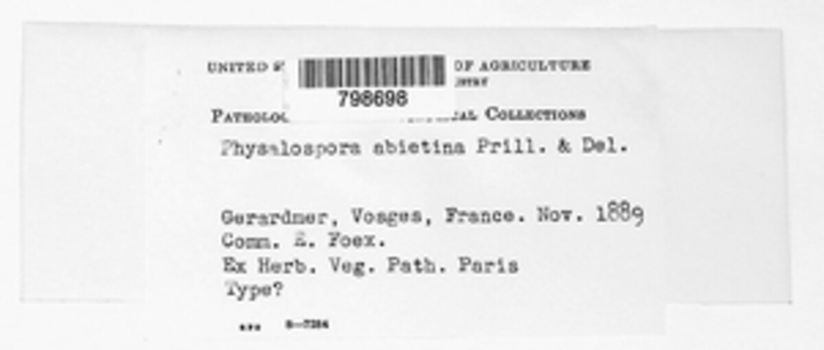 Botryosphaeria abietina image